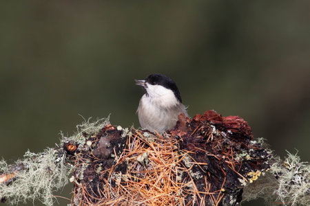 Bird in the wilderness with unfocused backgroundの写真素材