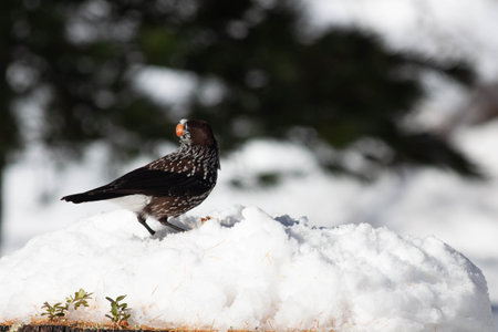 Bird in the wilderness with unfocused background