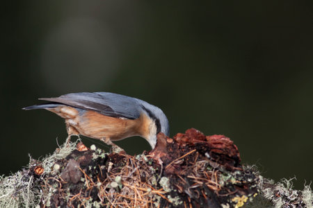 Bird in the wilderness with unfocused backgroundの写真素材