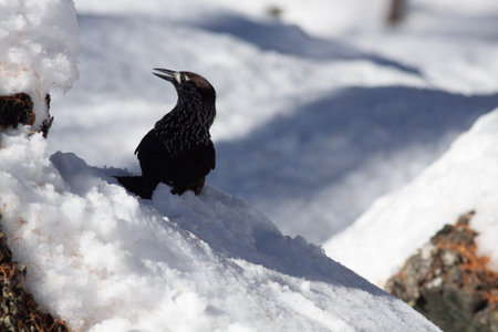 Bird in the wilderness with unfocused background