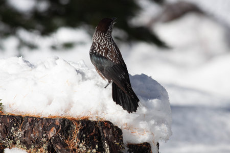Bird in the wilderness with unfocused backgroundの写真素材