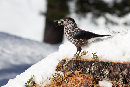 Bird in the wilderness with unfocused backgroundの写真素材