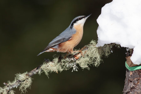 Bird in the wilderness with unfocused backgroundの写真素材