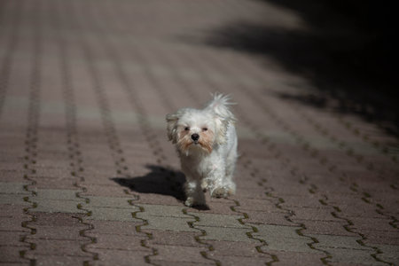 Little white dog shot at homeの写真素材