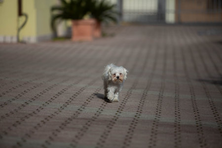 Little white dog shot at homeの写真素材