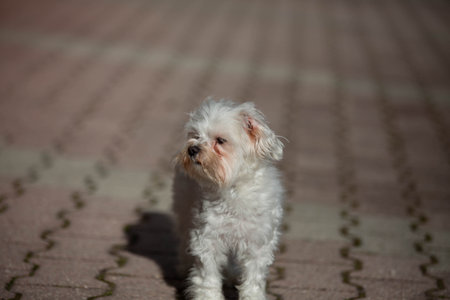 Little white dog shot at homeの写真素材