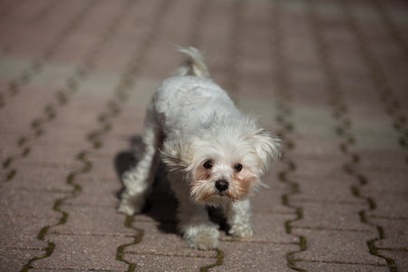 Little white dog shot at home