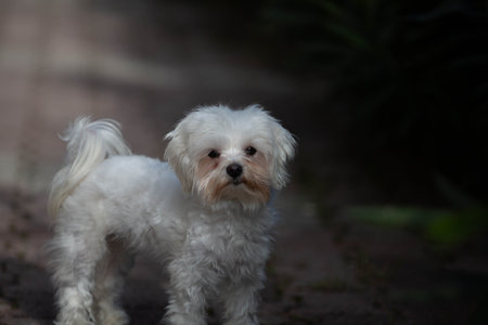 Little white dog shot at homeの写真素材