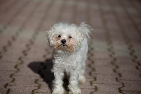Little white dog shot at homeの写真素材