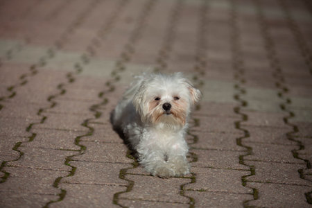 Little white dog shot at home
