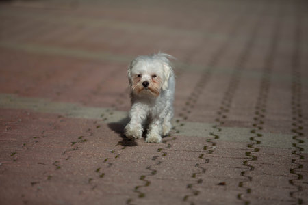 Little white dog shot at homeの写真素材