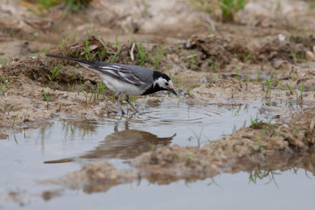 Bird in the wilderness with unfocused backgroundの写真素材