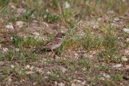 Bird in the wilderness with unfocused backgroundの写真素材