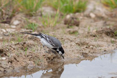 Bird in the wilderness with unfocused backgroundの写真素材