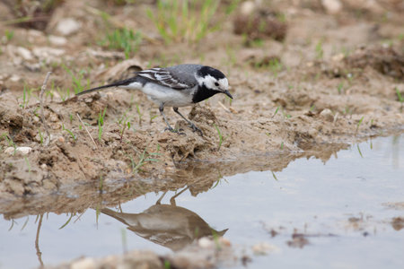 Bird in the wilderness with unfocused backgroundの写真素材