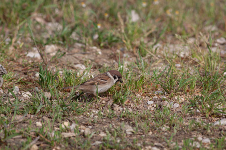 Bird in the wilderness with unfocused backgroundの写真素材
