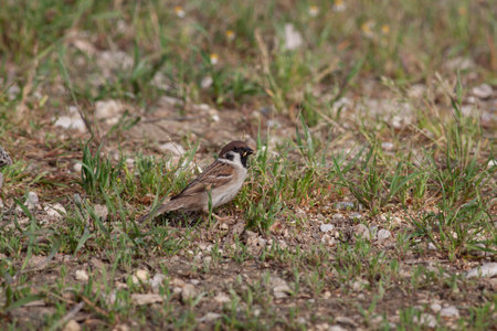 Bird in the wilderness with unfocused backgroundの写真素材