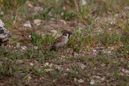 Bird in the wilderness with unfocused backgroundの写真素材
