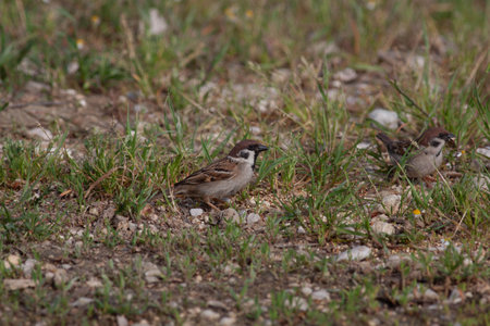 Bird in the wilderness with unfocused backgroundの写真素材