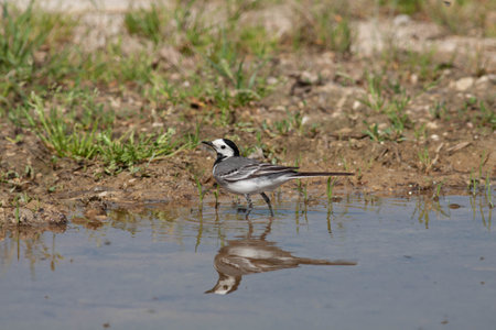 Bird in the wilderness with unfocused backgroundの写真素材