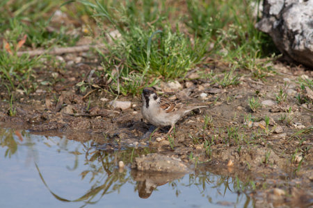 Bird in the wilderness with unfocused backgroundの写真素材