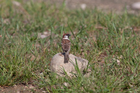 Bird in the wilderness with unfocused backgroundの写真素材