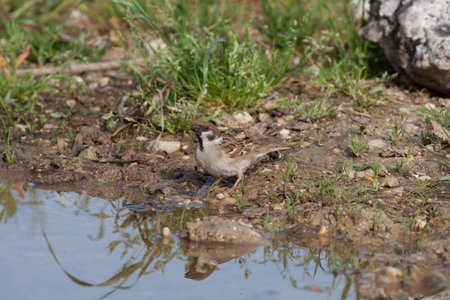 Bird in the wilderness with unfocused backgroundの写真素材