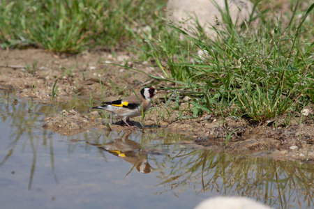 Bird in the wilderness with unfocused backgroundの写真素材