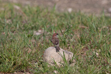 Bird in the wilderness with unfocused backgroundの写真素材