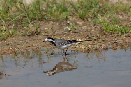 Bird in the wilderness with unfocused backgroundの写真素材
