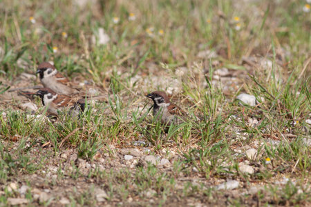 Bird in the wilderness with unfocused backgroundの写真素材