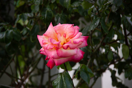 Red rose shot in a gardenの写真素材