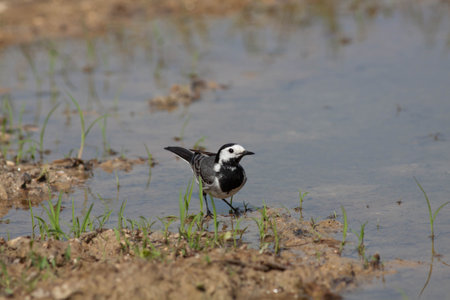Bird in the wilderness with unfocused backgroundの写真素材
