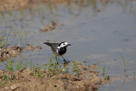 Bird in the wilderness with unfocused backgroundの写真素材
