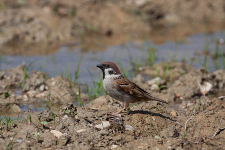 Bird in the wilderness with unfocused backgroundの写真素材