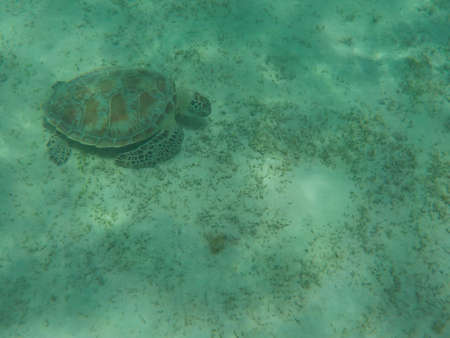 turtle eating seaweed colder in a lagoon of the Red Seaの写真素材