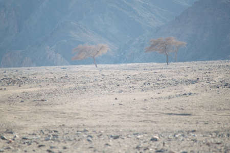 three trees in the rocky desert of the Sinaiの写真素材