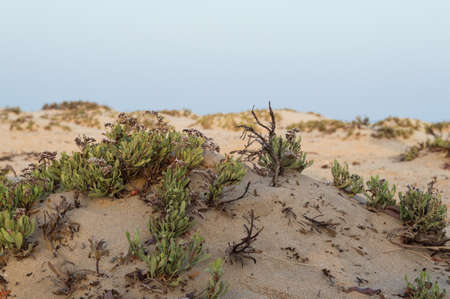 small shrubs in the pristine beaches of the Red Seaの写真素材