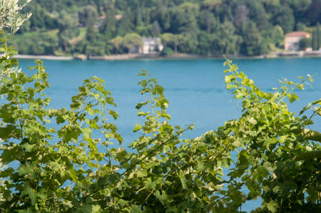 view of Lake Garda between plantsの写真素材