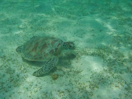 turtle eating seaweed colder in a lagoon of the Red Seaの写真素材
