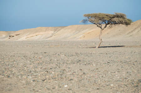 lone tree in the desert of Sinaiの写真素材