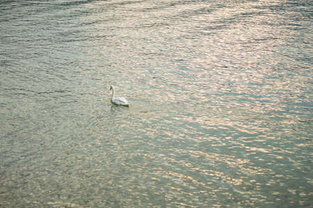 magnificent swan swimming proud and solitaire in the lake at sunsetの写真素材