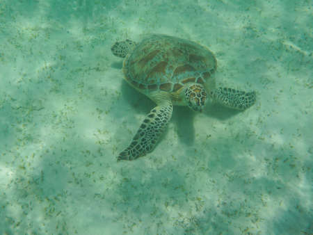 turtle eating seaweed colder in a lagoon of the Red Seaの写真素材