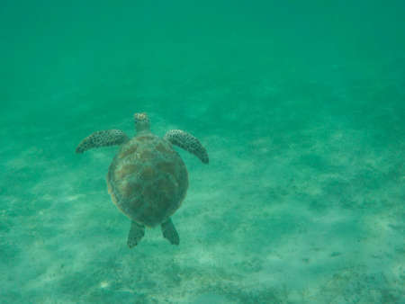 turtle eating seaweed colder in a lagoon of the Red Seaの写真素材