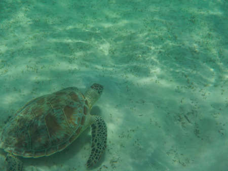 turtle eating seaweed colder in a lagoon of the Red Seaの写真素材