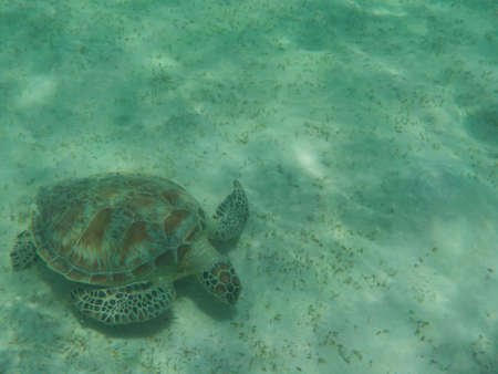 turtle eating seaweed colder in a lagoon of the Red Seaの写真素材