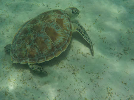 turtle eating seaweed colder in a lagoon of the Red Seaの写真素材