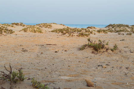 small shrubs in the pristine beaches of the Red Seaの写真素材