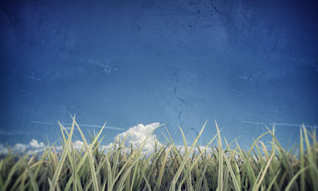 green grass under blue skyの写真素材