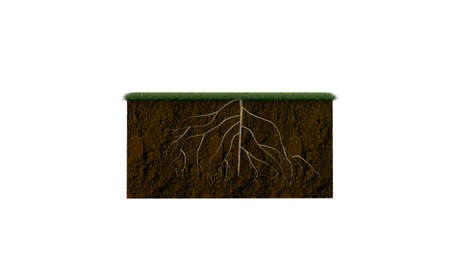 soil section with big roots inside isolated on white backgroundの写真素材